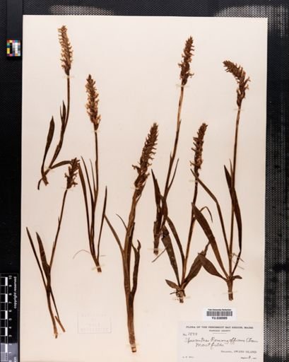 Spiranthes romanzoffiana