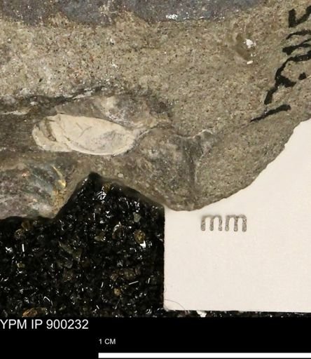 undet. Mollusca