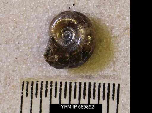 undet. Scaphitidae