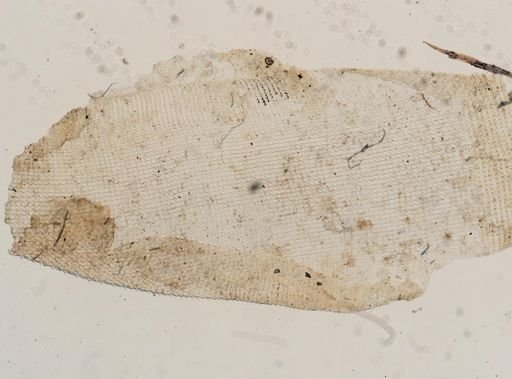 Neohelix albolabris