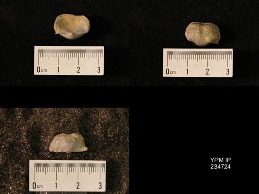 Marginifera splendens