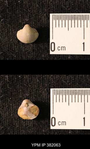 Ambocoelia planoconvexa