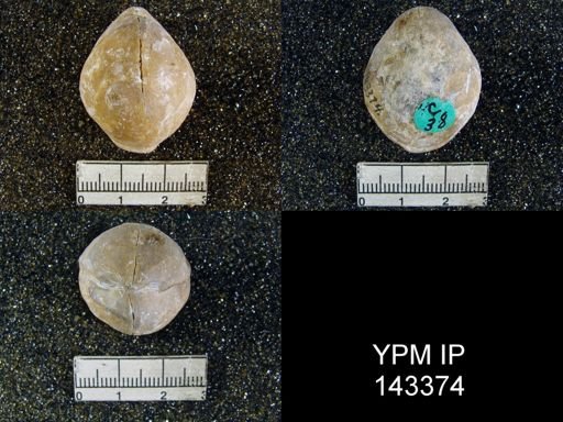Spirigerella grandis