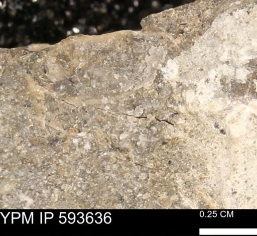 undet. Mollusca