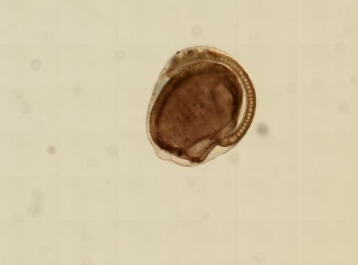 Ecteinascidia turbinata