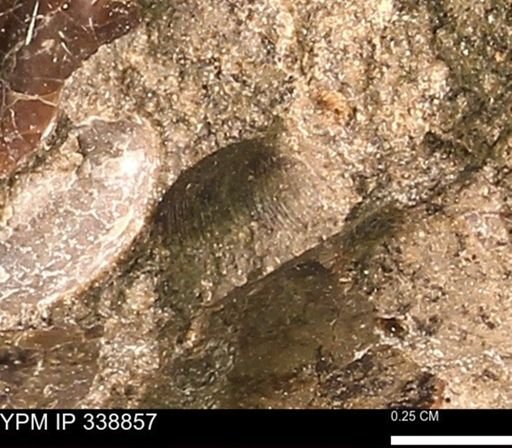 undet. Bivalvia