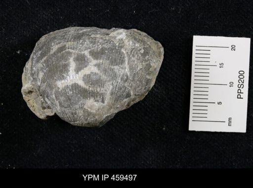 Linoproductus nr. prattenianus