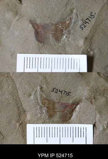 undet. Cornuta