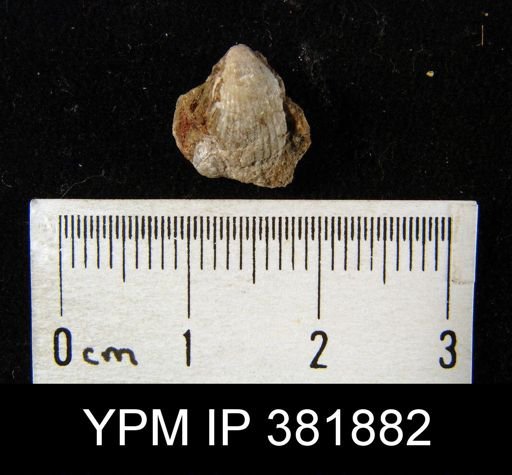 Hustedia sp.