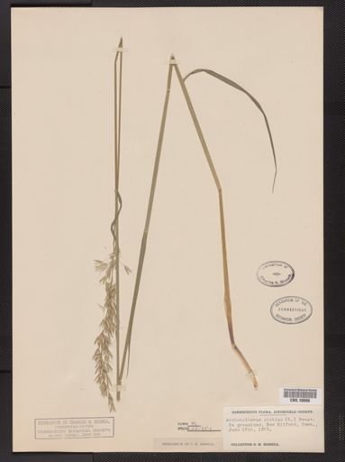 Arrhenatherum elatius