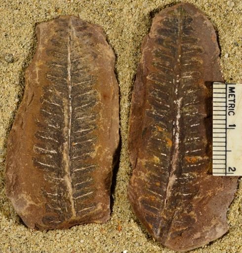 Pecopteris