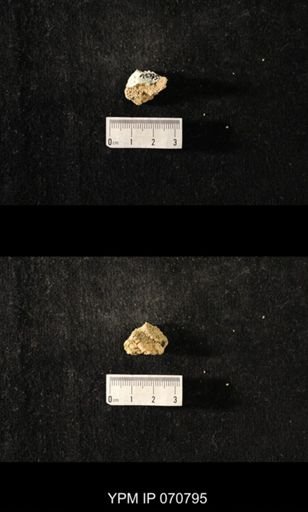Favosites sp.