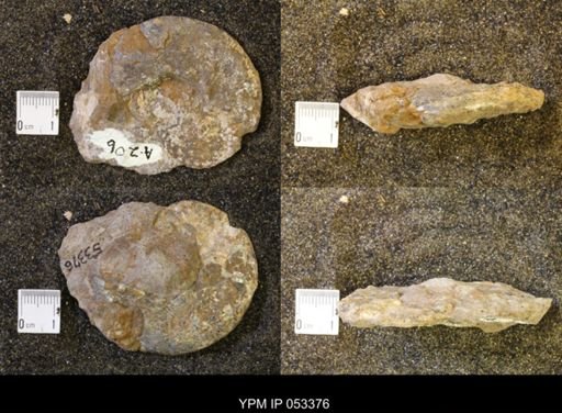 Discoscaphites conradi