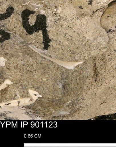 undet. Mollusca