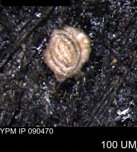 Spirolocammina planula