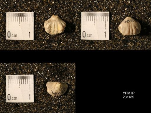 Wellerella osagensis