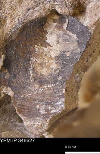 Limopsis striatopunctatus