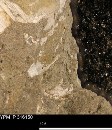 undet. Bivalvia