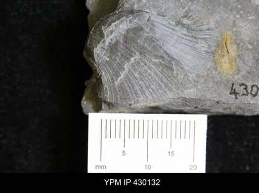 Retispira (Bucanopsis) leda