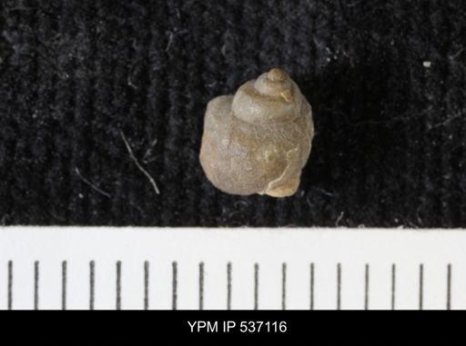 Viviparus montanaensis