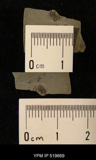 Ctenocystis sp.