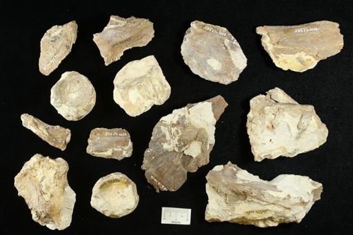 Xiphactinus sp.