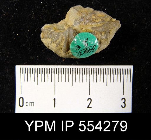 Megakozlowskiella perlamellosa