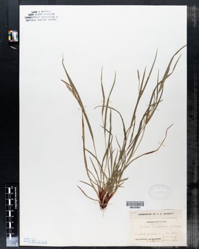 Carex oligocarpa