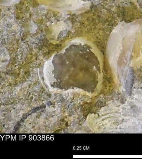 Corbulamella sp.