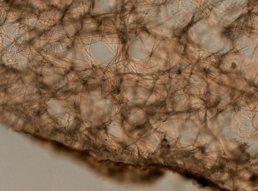 Tedania ignis