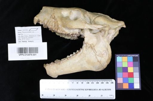 Merycoidodon sp.