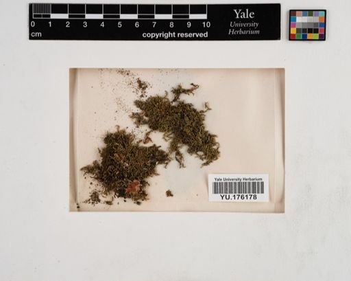 Plantae