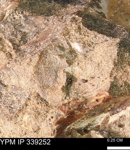undet. Mollusca