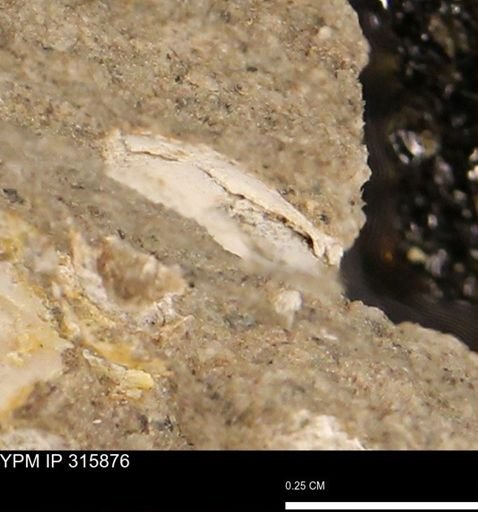 undet. Mollusca