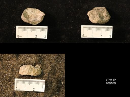 Marginifera lasallensis