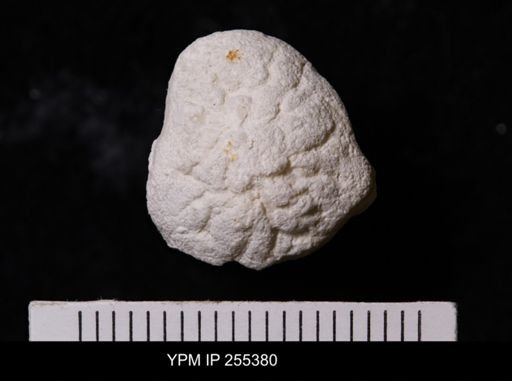 Stellispongiellidae