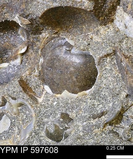 undet. Bivalvia