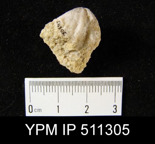 Janius sp.