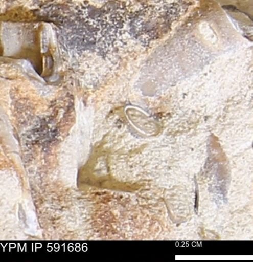 Serpulidae