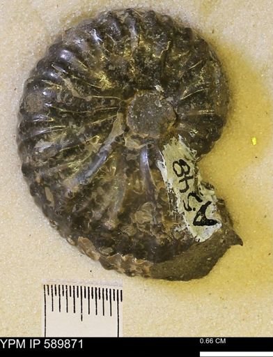 Jeletzkytes nebrascensis