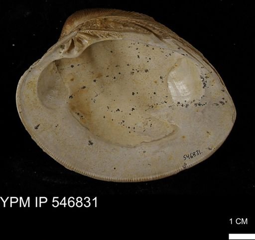 Venus mercenaria antiqua