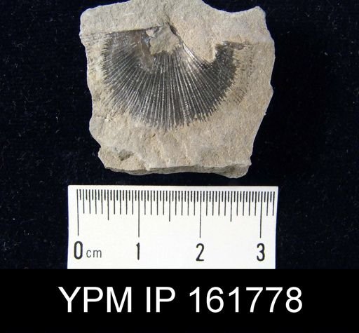Schuchertella subplana