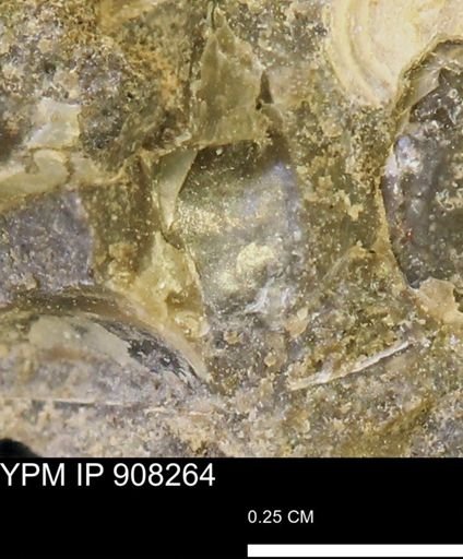 undet. Mollusca