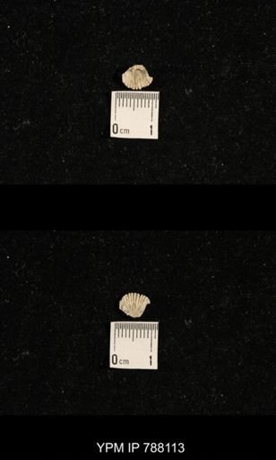 undet. Brachiopoda