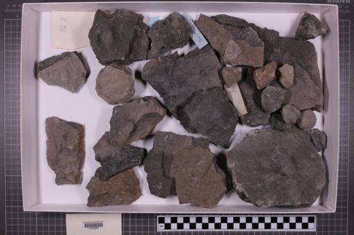 mixed taxa, stratigraphic collection