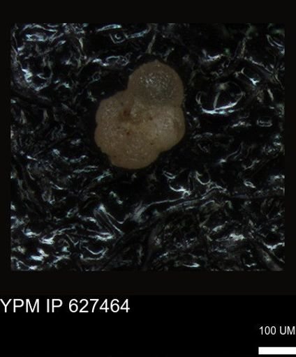 undet. Foraminiferida