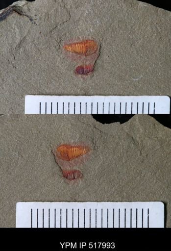 undet. Synziphosurina