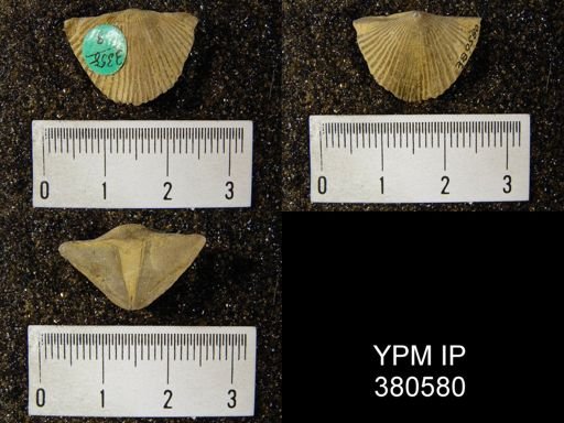 Cyrtia sp.