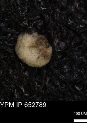 undet. Foraminiferida
