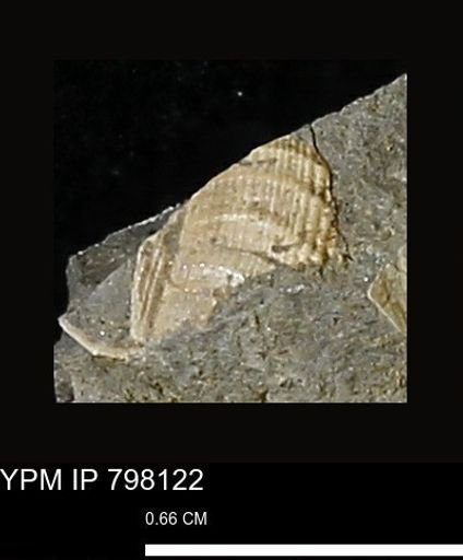 Gastropoda